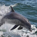 Anna Maria Island Dolphins & Beginners Snorkeling Adventure 3hrs - Why This Tour Might Be Perfect for You