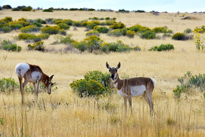 Antelope Island Sunset Wildlife Expedition Great Salt Lake Tour - What’s Included and What’s Not