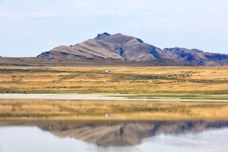 Antelope Island  Wildlife Expedition to the Great Salt Lake - What to Expect from the Wildlife and Scenery