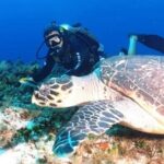 Aquatic Wonderland: Discover Meso's Magic" - Why This Experience Stands Out