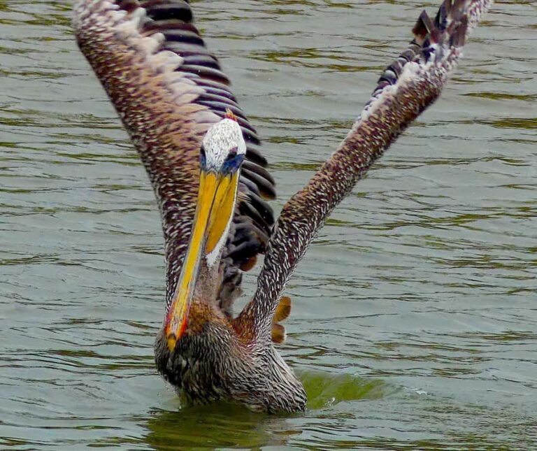 Arcata Wildlife Sanctuary: A Wildlife Walk Along Arcata Bay - Why This Tour Offers Real Value