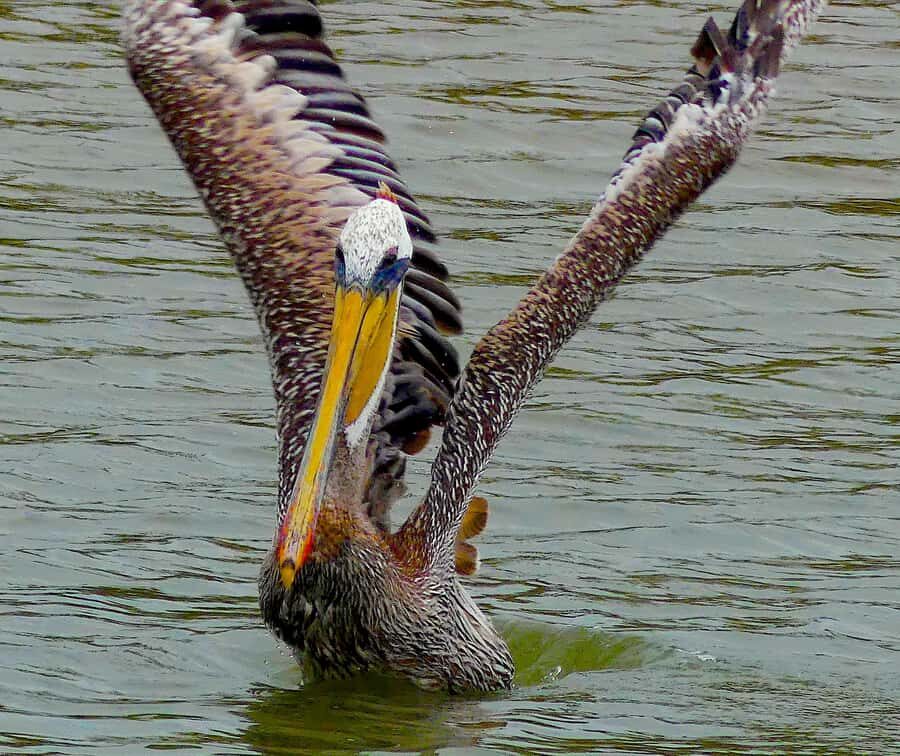 Arcata Wildlife Sanctuary: A Wildlife Walk Along Arcata Bay - Why This Tour Offers Real Value