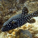 Arch Boat Tour and Snorkeling at Pelican Rock - Who Will Love This Tour?