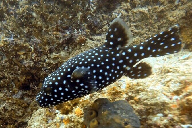 Arch Boat Tour and Snorkeling at Pelican Rock - Who Will Love This Tour?