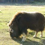 Arctic Day: Yukon Wildlife & Hot Springs Tour | half day - Final Thoughts: Is It Worth It?