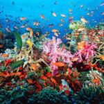 ATV Adventure Combo with Snorkeling, Ziplines, Cenote, and Lunch - The Real Value of This Tour