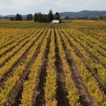 ATV Vineyard Tour and Wine Tasting - Why This Tour Is a Great Choice