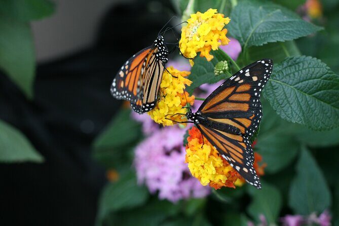 Audubon Zoo, Aquarium, and Insectarium Combo Ticket - The Experience Breakdown: What to Expect at Each Stop