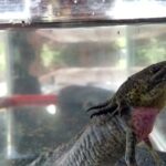 Axolotl Tour from CDMX - FAQ: Your Questions Answered