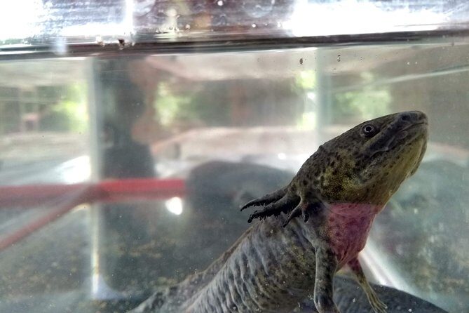 Axolotl Tour from CDMX - FAQ: Your Questions Answered