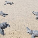 Baby Sea Turtle Releasing Sightseeing Tour with Luis de la Maza - Transportation, Group Size, and Value