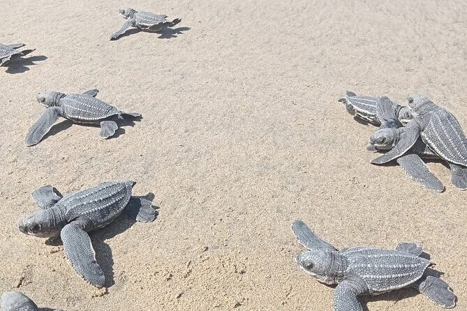 Baby Sea Turtle Releasing Sightseeing Tour with Luis de la Maza - Transportation, Group Size, and Value