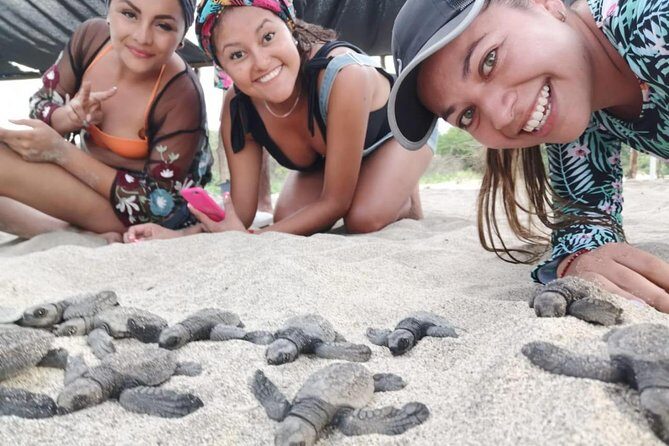 Baby Turtle Release - What to Expect and How to Prepare