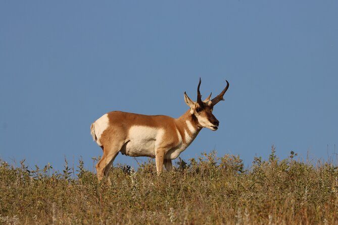 Badlands Scenic Flight and Stargazing Tour Experience - Practical Details and Value