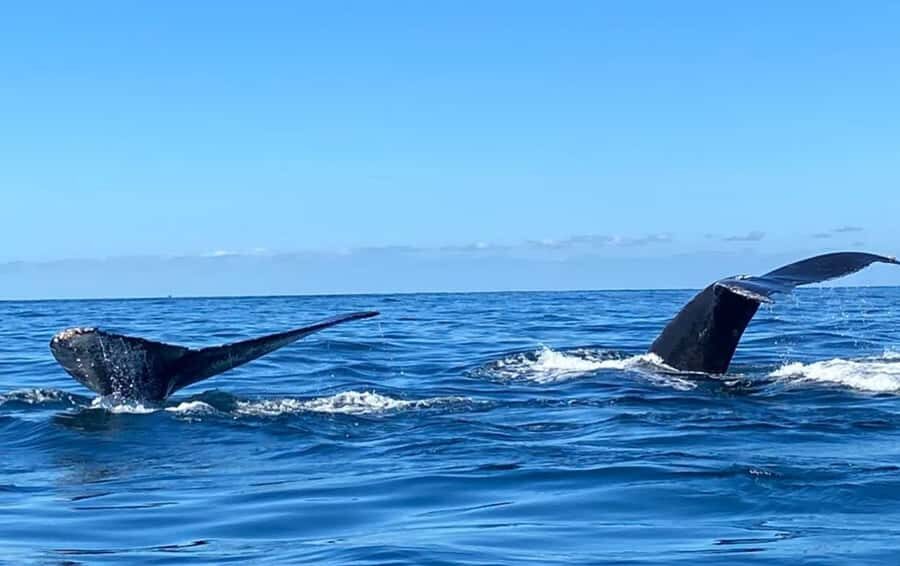 Bahía de Banderas: Whale Watching and Snorkeling Tour - Authentic Marine Encounters and Guided Expertise