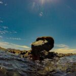 Balandra Beach Escape Snorkel & Wildlife Roundtrip Pichilingue - The Experience: What to Expect