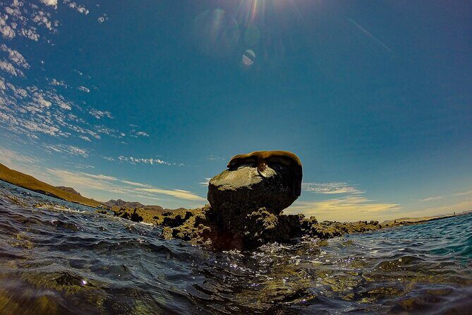 Balandra Beach Escape Snorkel & Wildlife Roundtrip Pichilingue - The Experience: What to Expect