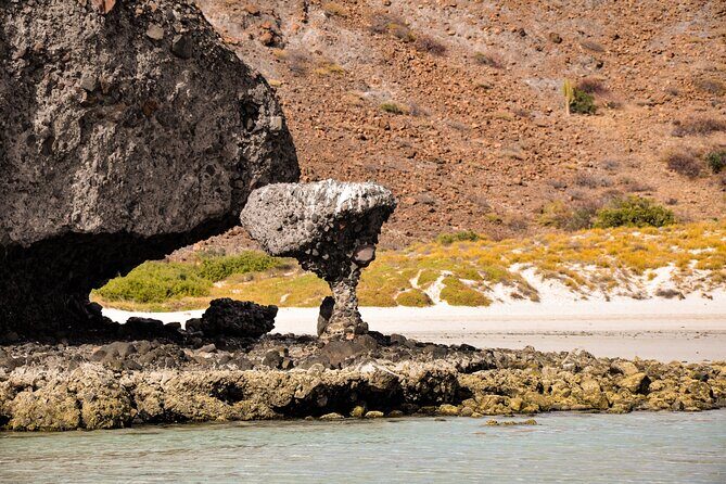 Balandra Beach Escape with Snorkeling and Wildlife Watching - Who Is This Tour Best For?