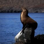 Balandra Private Boat Tour - Who Should Consider This Tour?