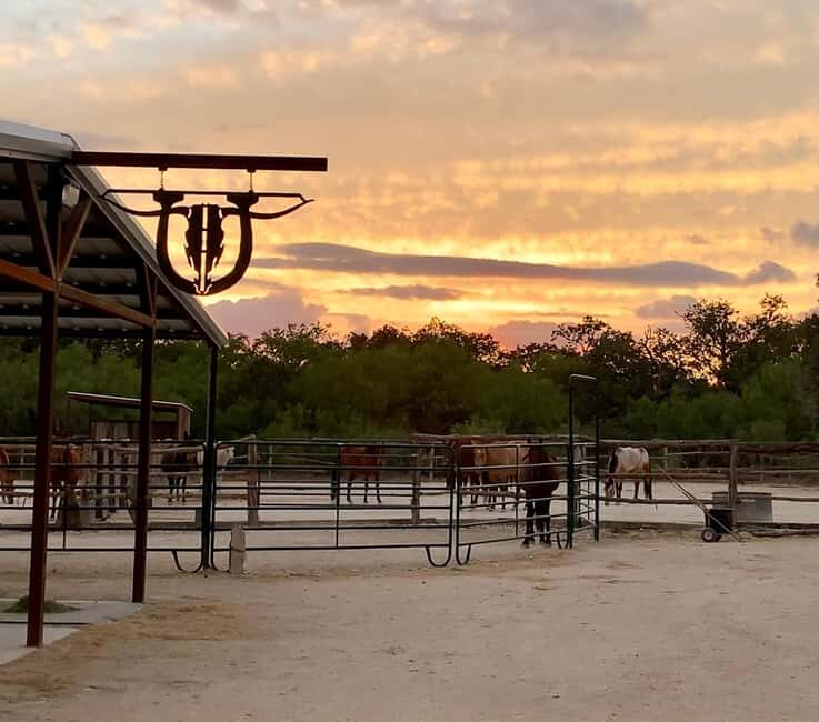 Bandera: Ranch Visit with Longhorns and Horses - What to Expect: A Closer Look at the Ranch Visit
