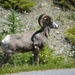 Banff: 4-Hour Evening Wildlife Viewing & Sunset Experience - Final Thoughts: Who Will Love This Tour?