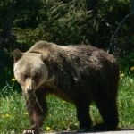 Banff Canmore: Bear Country Wildlife Focused Guided Hikes - The Itinerary: A Day in the Heart of the Rockies
