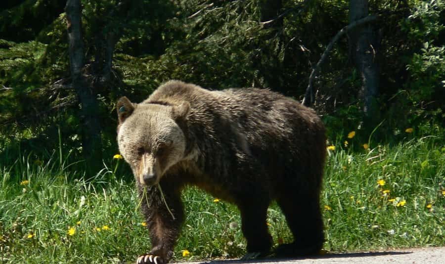 Banff Canmore: Bear Country Wildlife Focused Guided Hikes - The Itinerary: A Day in the Heart of the Rockies
