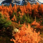 Banff/Canmore: Larch Valley & Moraine Lake shuttle RoundTrip - Analyzing the Practical Details