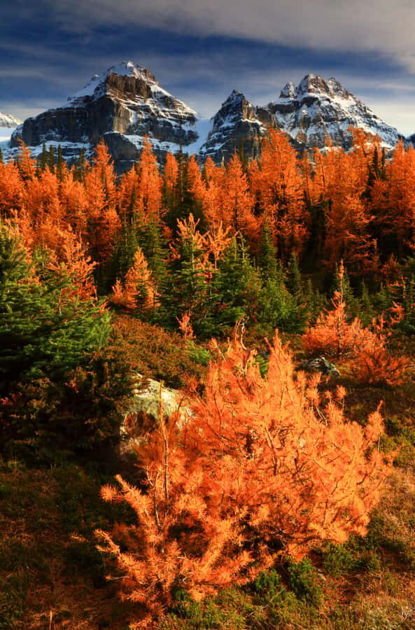 Banff/Canmore: Larch Valley & Moraine Lake shuttle RoundTrip - Analyzing the Practical Details