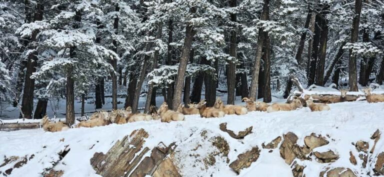 Banff: Chickadee Valley Snowshoe & Marble Canyon Walk - Why This Tour Is a Great Choice