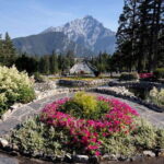 Banff: Edible and Medicinal Plants Nature Walk - What to Expect from the Tour
