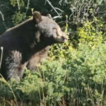 Banff: Evening Wildlife Safari Guided Tour - Scenic Mountain Roads and Dusk Views