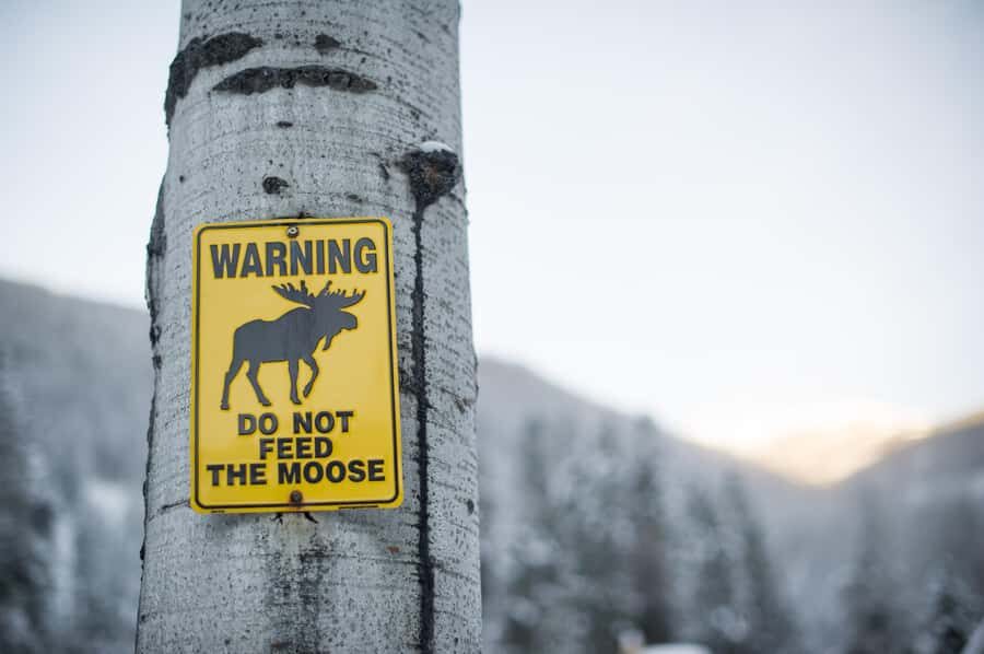 Banff: Explore Winter Nature Walk - Ice Cleats Included 2H - The Itinerary: What to Expect