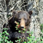 Banff: Guided Nature Walk with Bear Country Safety Tips - Value and Practicalities