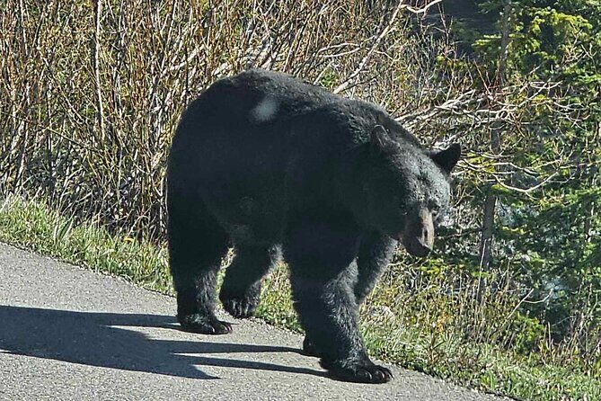Banff to Jasper One-Way Private Tour sightseeing - What Travelers Say