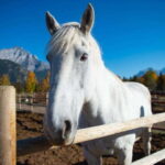 Banff: Wagon Ride with Cowboy Cookout BBQ - What Makes the Experience Special
