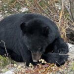 Banff Wildlife Explore and Johnston Canyon Hiking Tour - A Closer Look at the Tour Itinerary