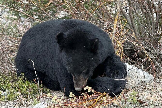Banff Wildlife Explore and Johnston Canyon Hiking Tour - A Closer Look at the Tour Itinerary