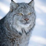 Banff: Winter Wilderness Walk with Wildlife Tracking - 2hrs - Why This Tour Works Well