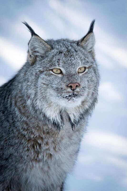 Banff: Winter Wilderness Walk with Wildlife Tracking - 2hrs - Why This Tour Works Well