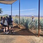 Barrel Tequila Tour Explore Tequila's Culture and Traditions - What’s Included & What to Keep in Mind
