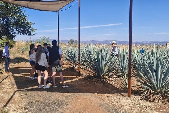 Barrel Tequila Tour Explore Tequila's Culture and Traditions - What’s Included & What to Keep in Mind