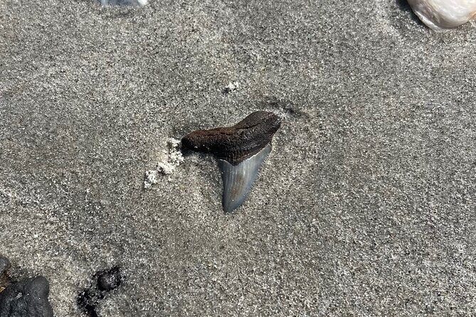 Barrier Island Drop Off Fossil Hunting Excursion - Who Should Consider This Tour?