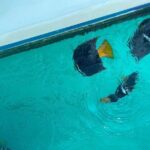 Basic Marietas Islands Tour Snorkeling Playa Nopalera and more - Who Will Love This Tour?