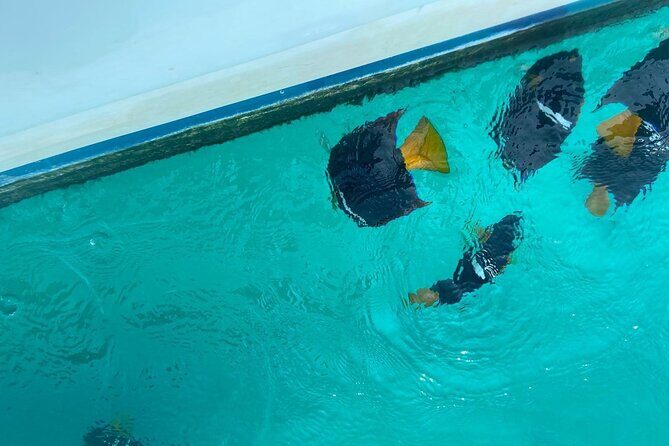 Basic Marietas Islands Tour Snorkeling Playa Nopalera and more - Who Will Love This Tour?