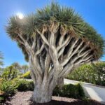 Beach and shopping Tour in San Diego (Private) - Detailed Breakdown of the Itinerary