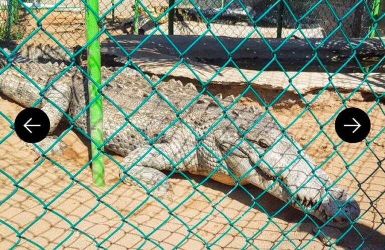 .Beach Horse Riding Turtle Release Crocodile Farm Experience - Analyzing the Value