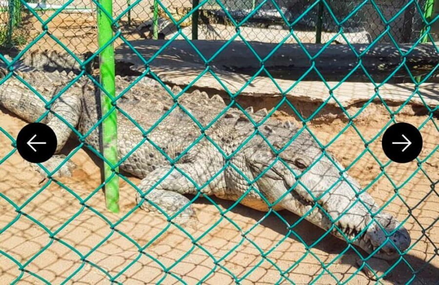 .Beach Horse Riding Turtle Release Crocodile Farm Experience - Analyzing the Value