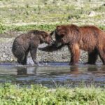 Bear Viewing at Pack Creek - FAQs