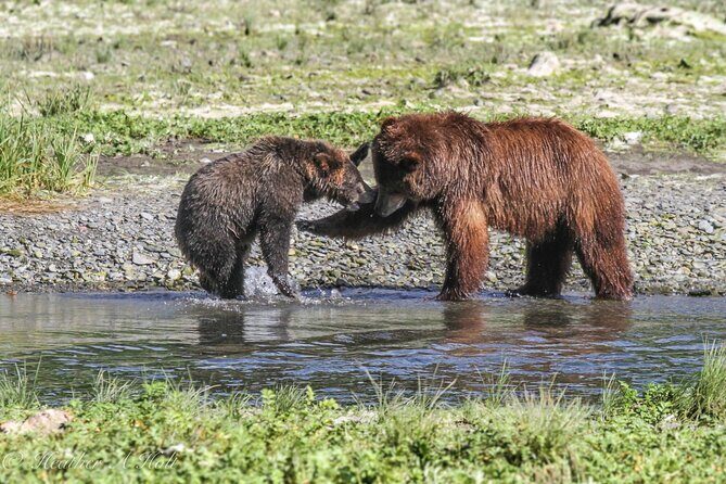 Bear Viewing at Pack Creek - FAQs